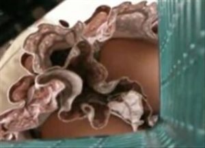 ＜逆さ撮りパンチラ盗撮動画＞奥さん！思いっきり生パンツ2-5